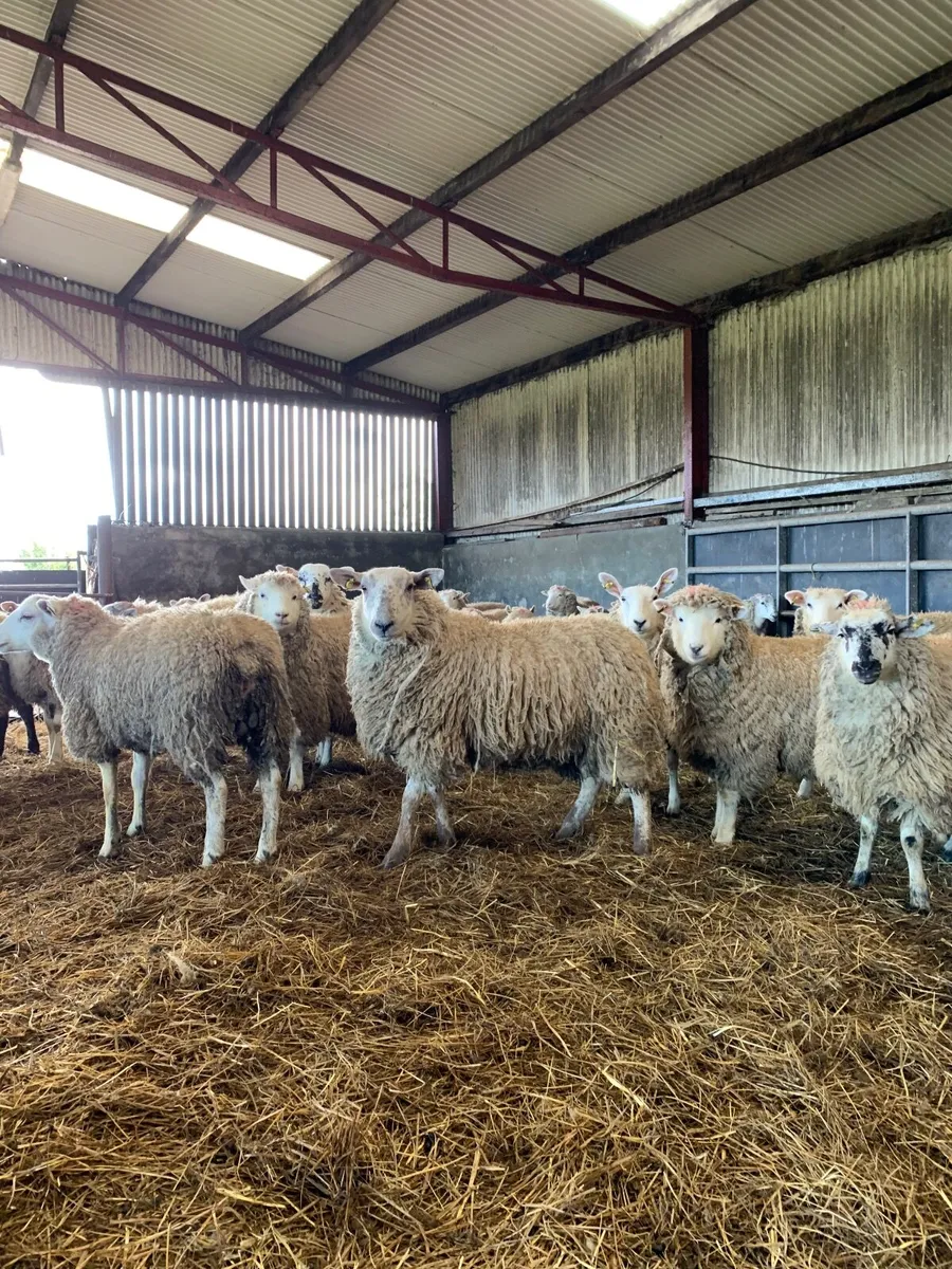 Hogget Ewes - Image 1