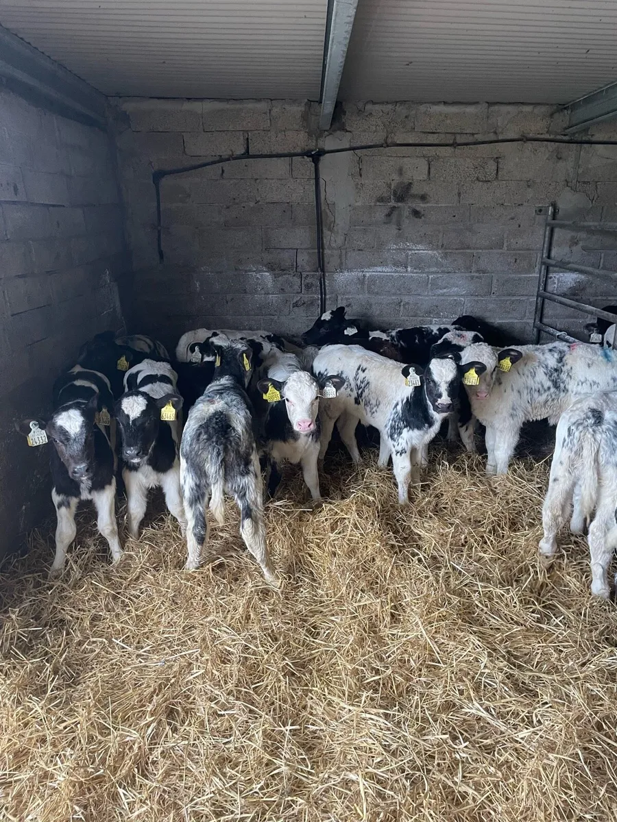 🔥fresh calves🔥 - Image 1