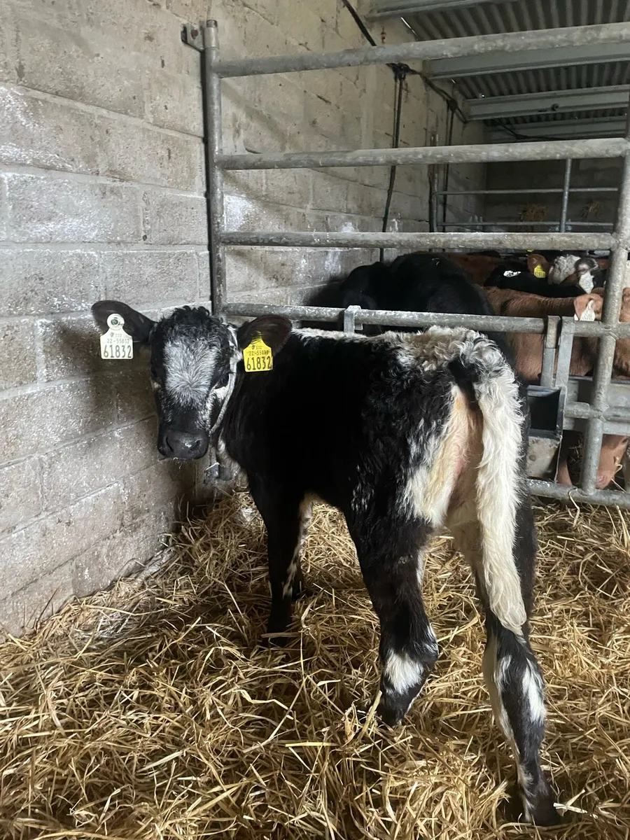 🔥fresh calves🔥 - Image 3