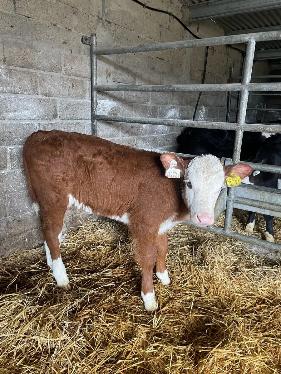 🔥fresh calves🔥 - Image 4