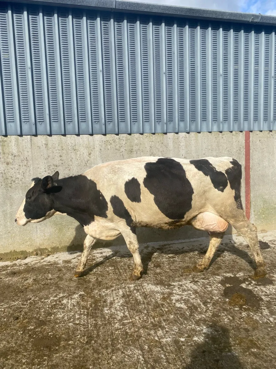 Cows to rear calves - Image 1
