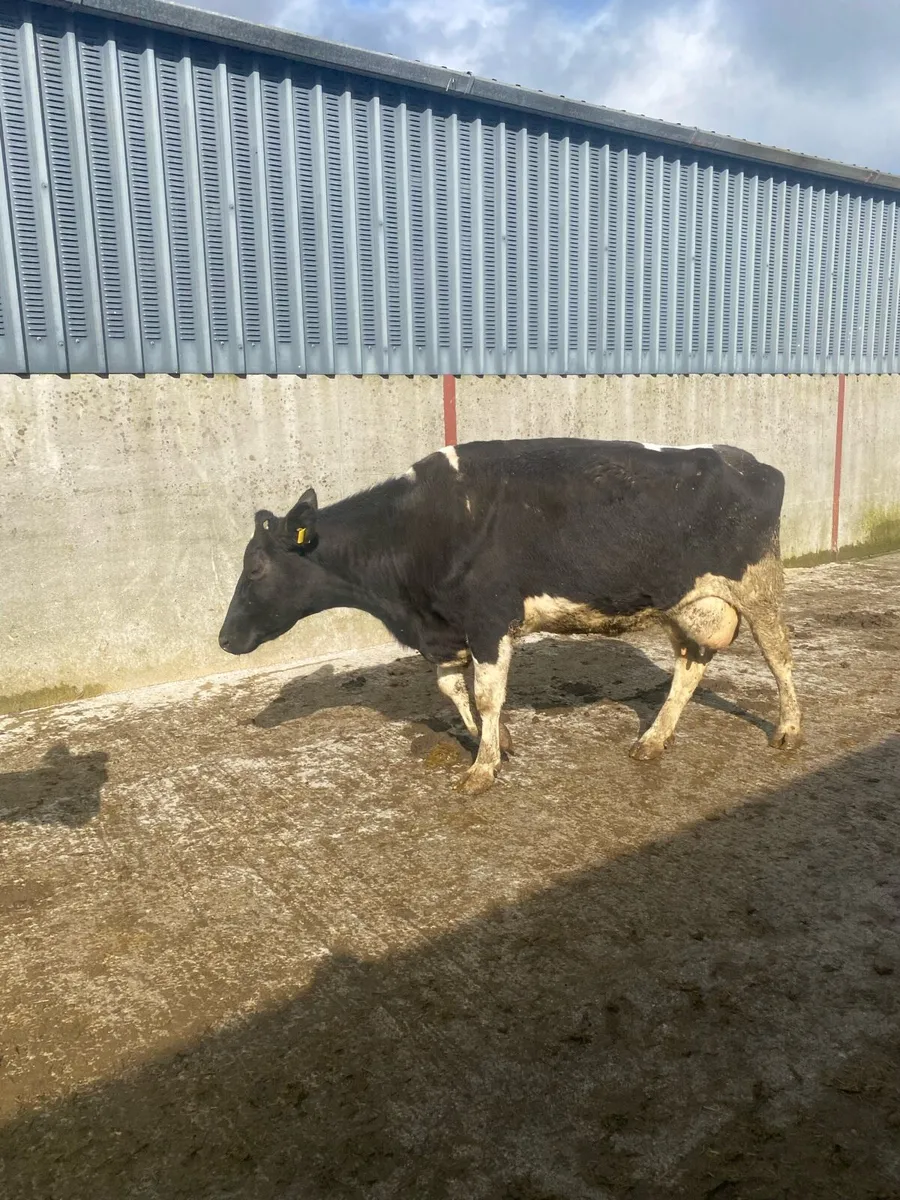 Cows to rear calves - Image 2
