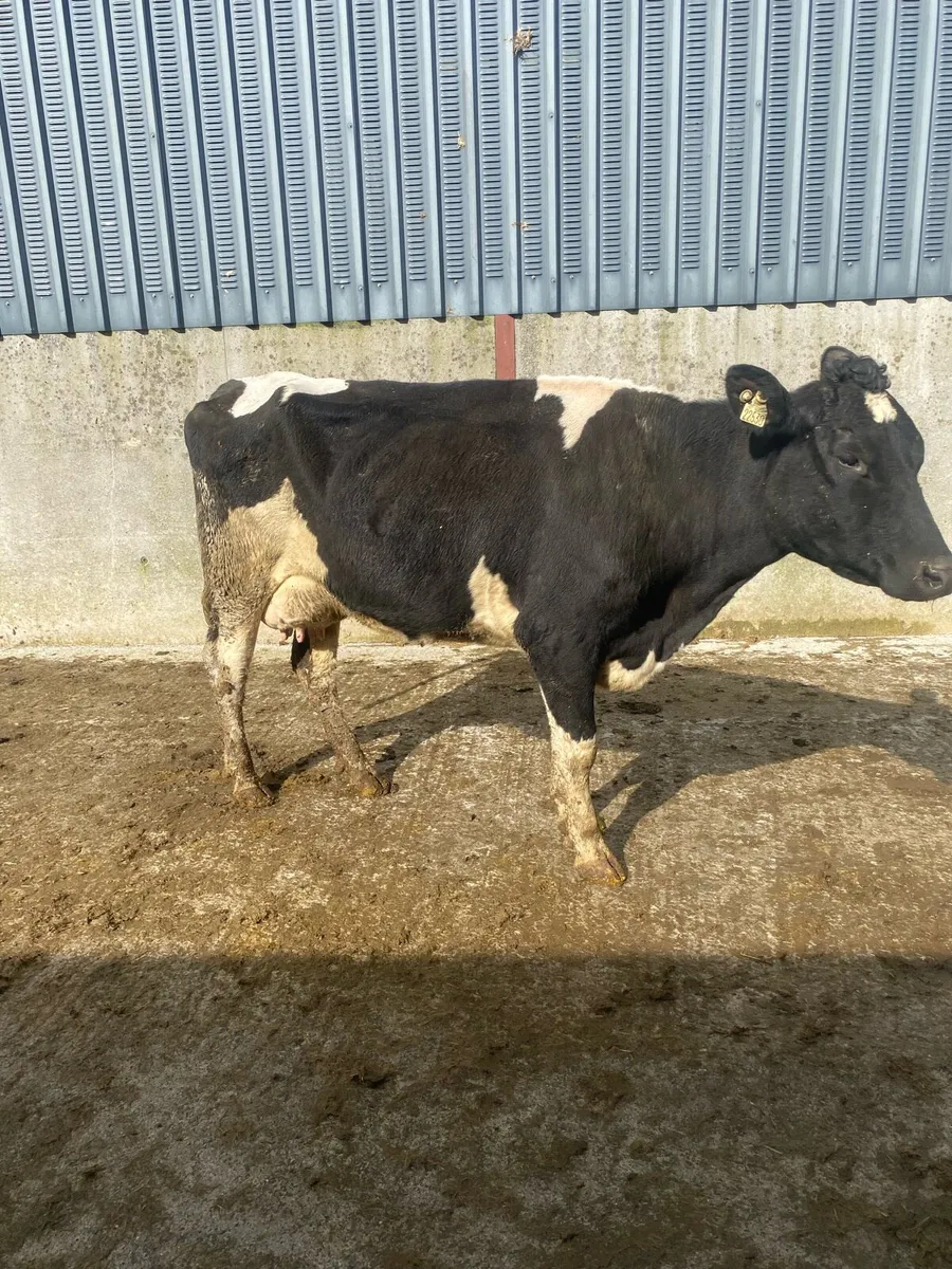 Cows to rear calves - Image 4