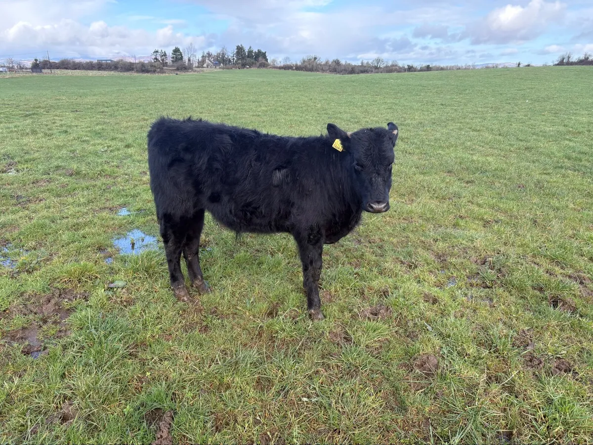 Limousin Angus Calves – Ready for Grass - Image 1