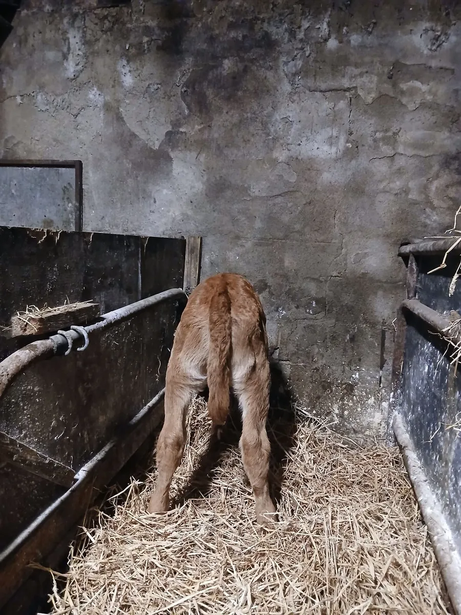 Calves - Image 1