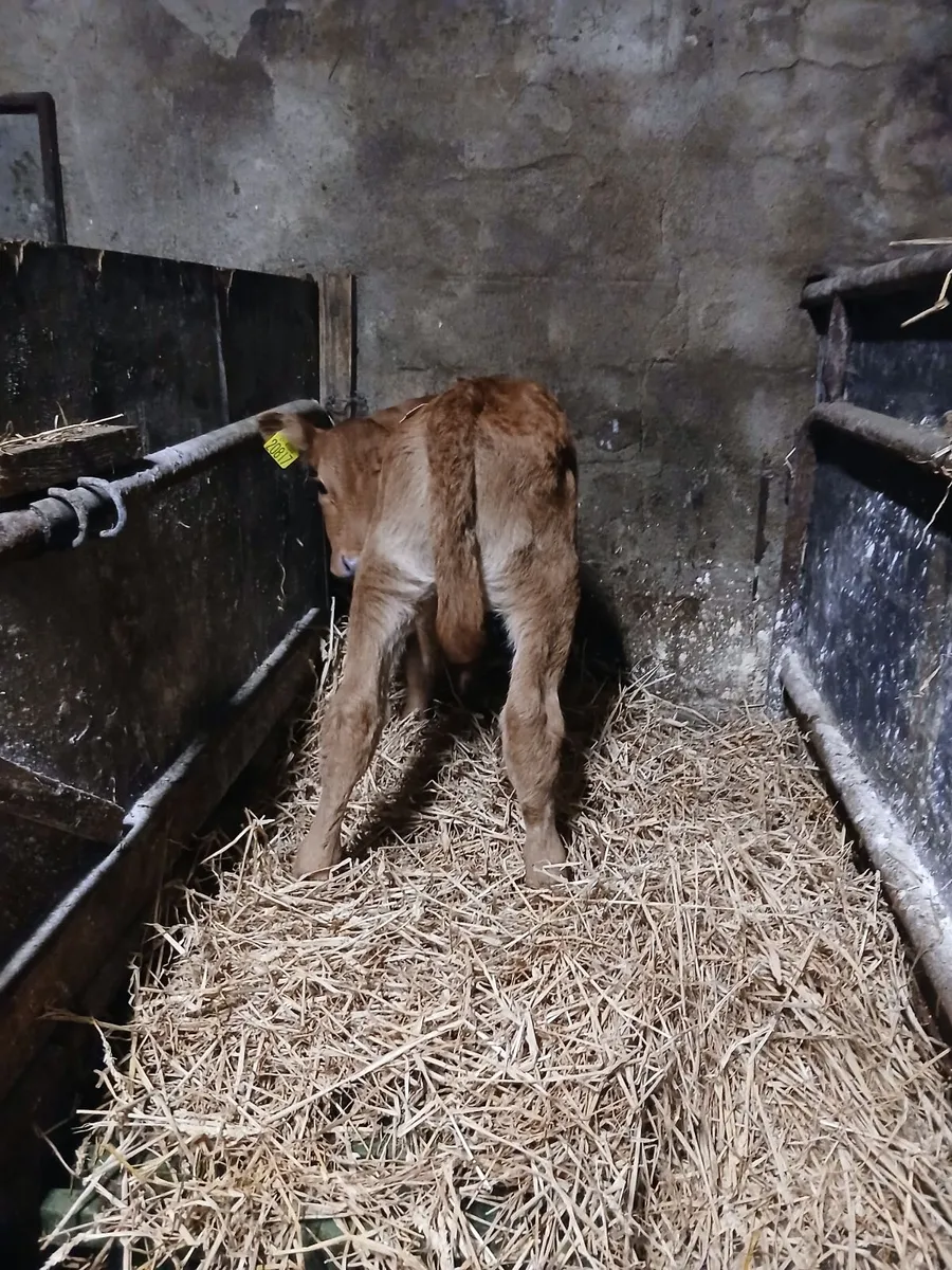 Calves - Image 3