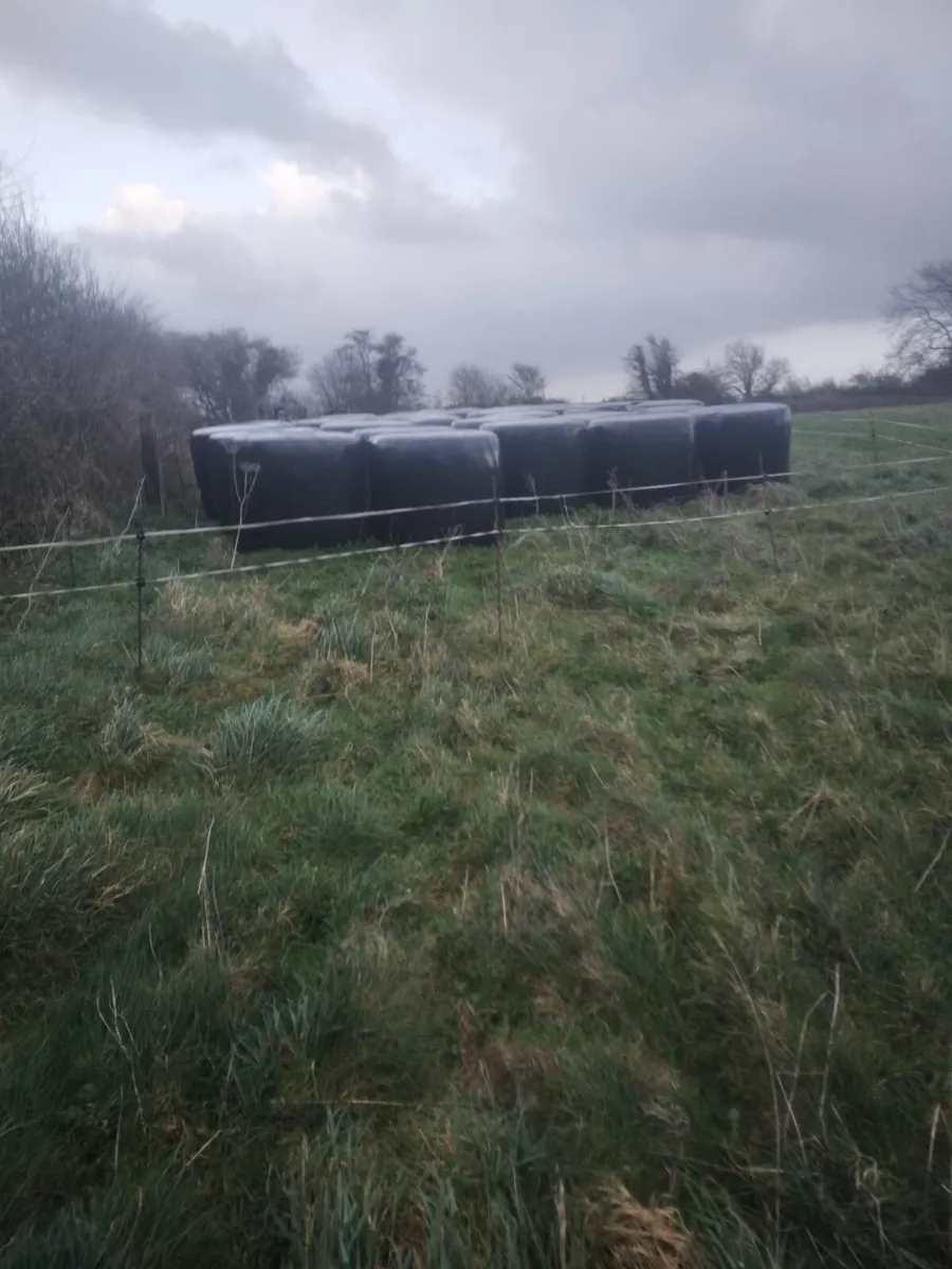 Silage bales - Image 1