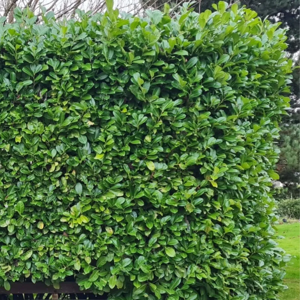 Laurel & Beech Hedging 4-7ft | €10 | SE Ireland - Image 2