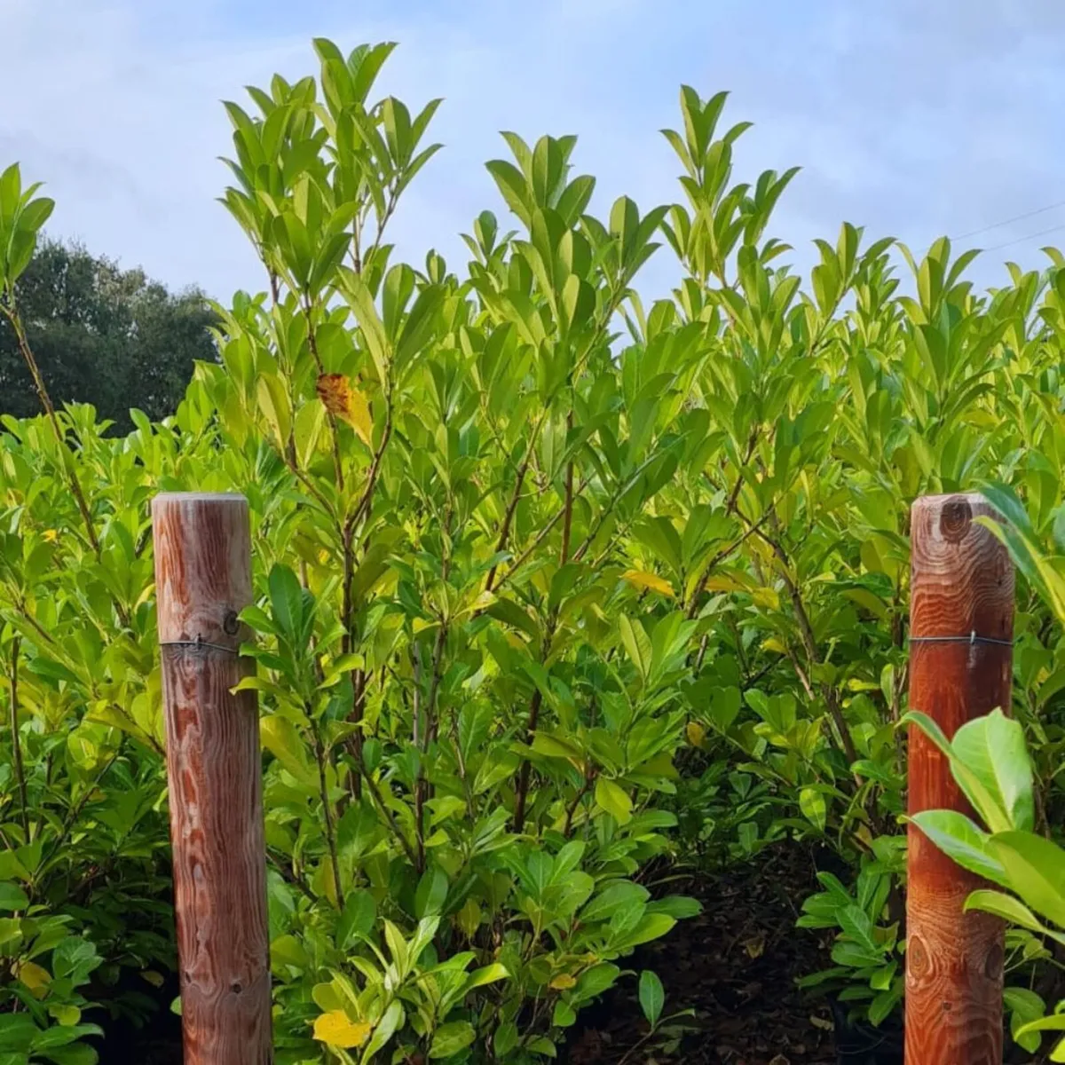 Laurel & Beech Hedging 4-7ft | €10 | SE Ireland - Image 1