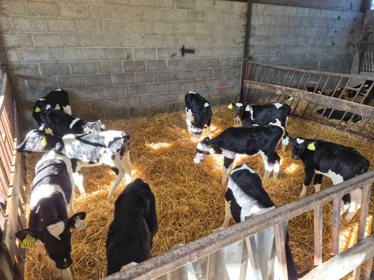 Fr heifer calves - Image 1