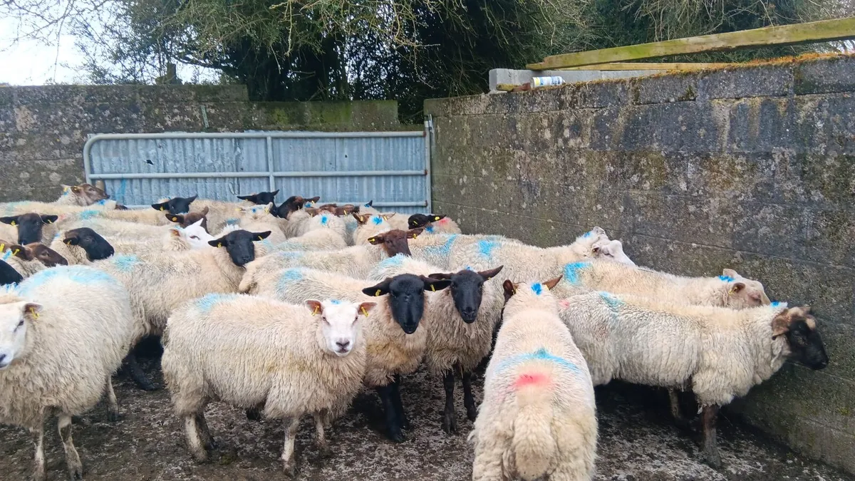 Ewe hoggets - Image 2