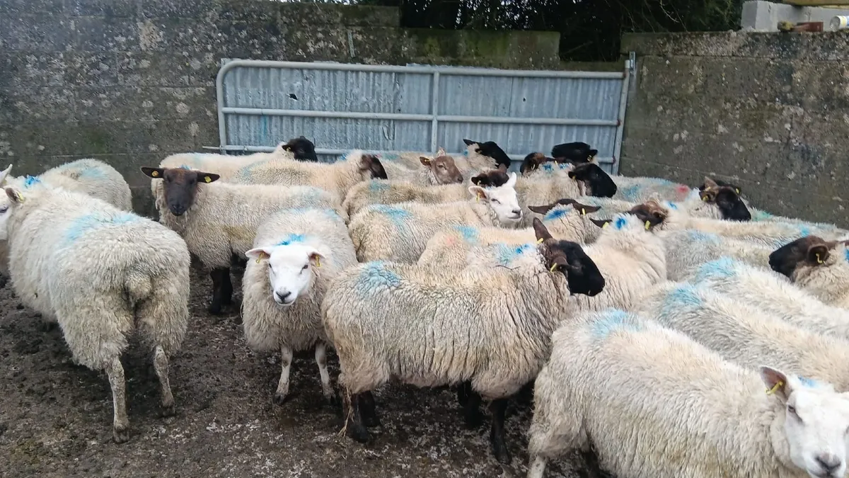 Ewe hoggets - Image 4