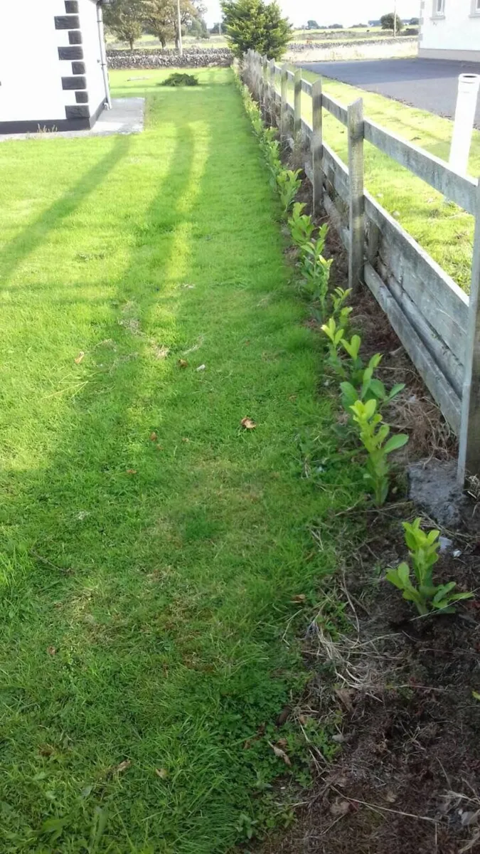 Laurel Hedging - Image 3