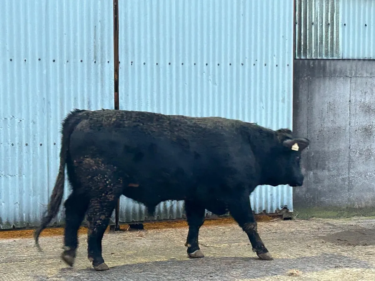 Pedigee AA 5***** Bulls - Image 2