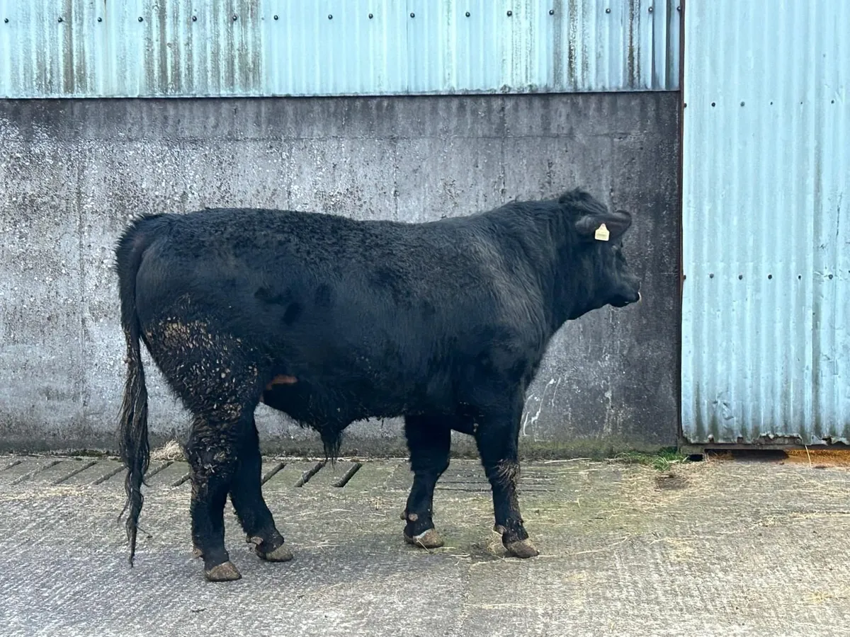 Pedigee AA 5***** Bulls - Image 3