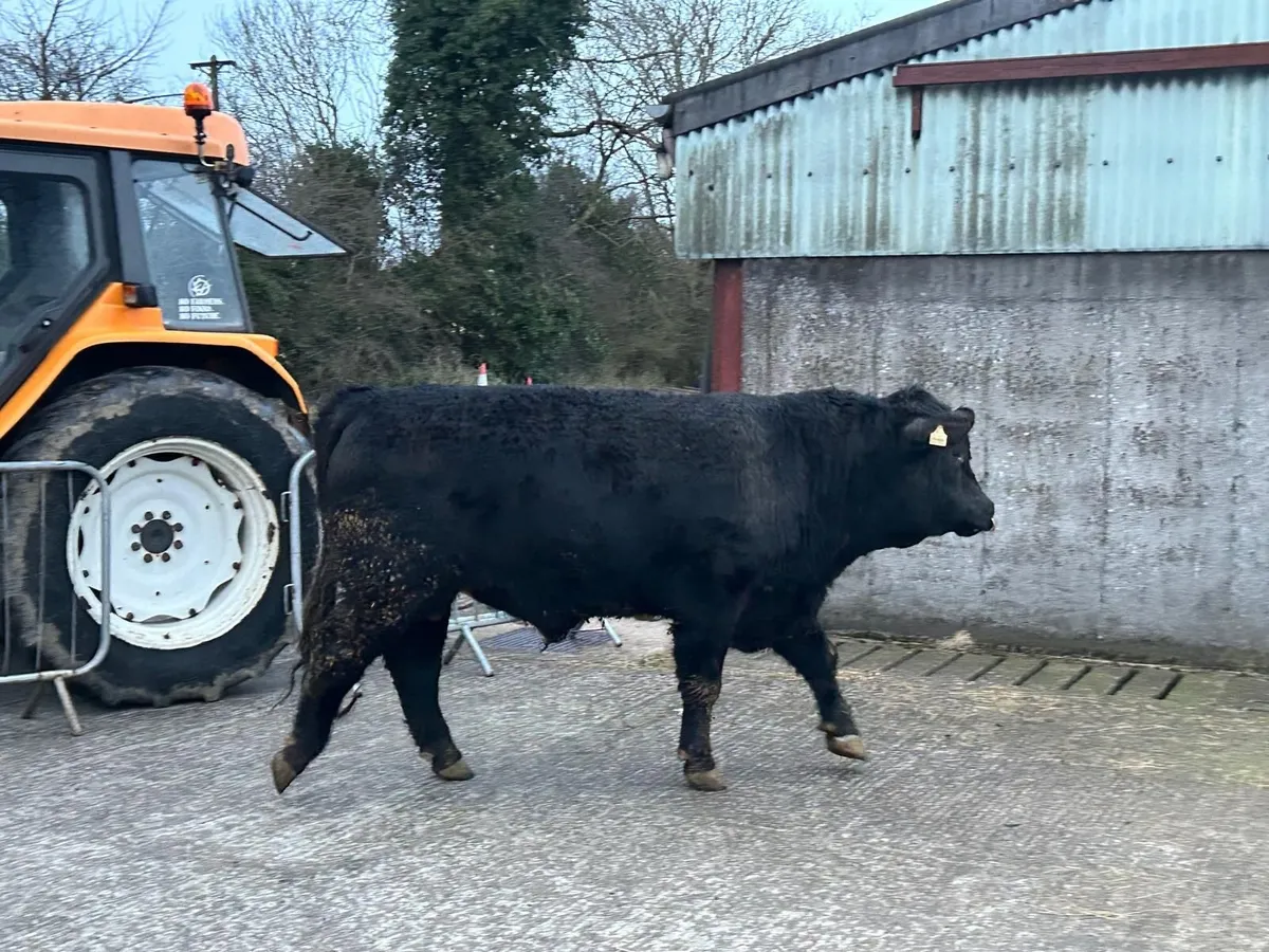 Pedigee AA 5***** Bulls - Image 4