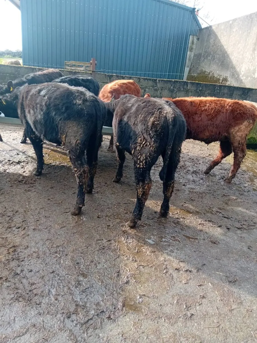 Angus weanling heifers - Image 2
