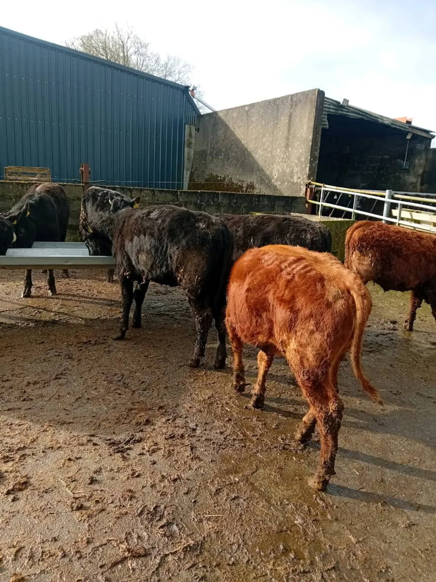 Angus weanling heifers - Image 3