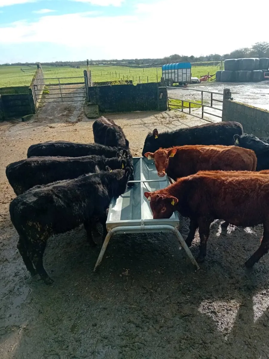 Angus weanling heifers - Image 1