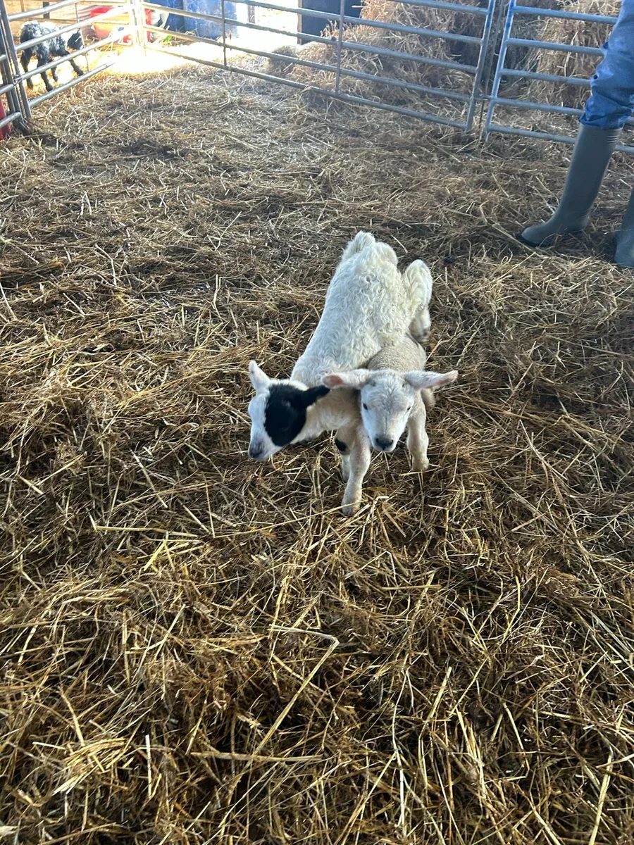 Foster/pet lambs - Image 2