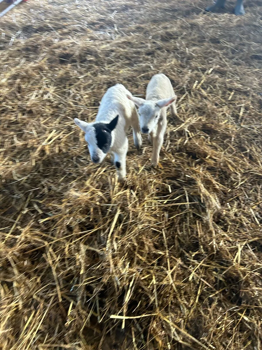 Foster/pet lambs - Image 1