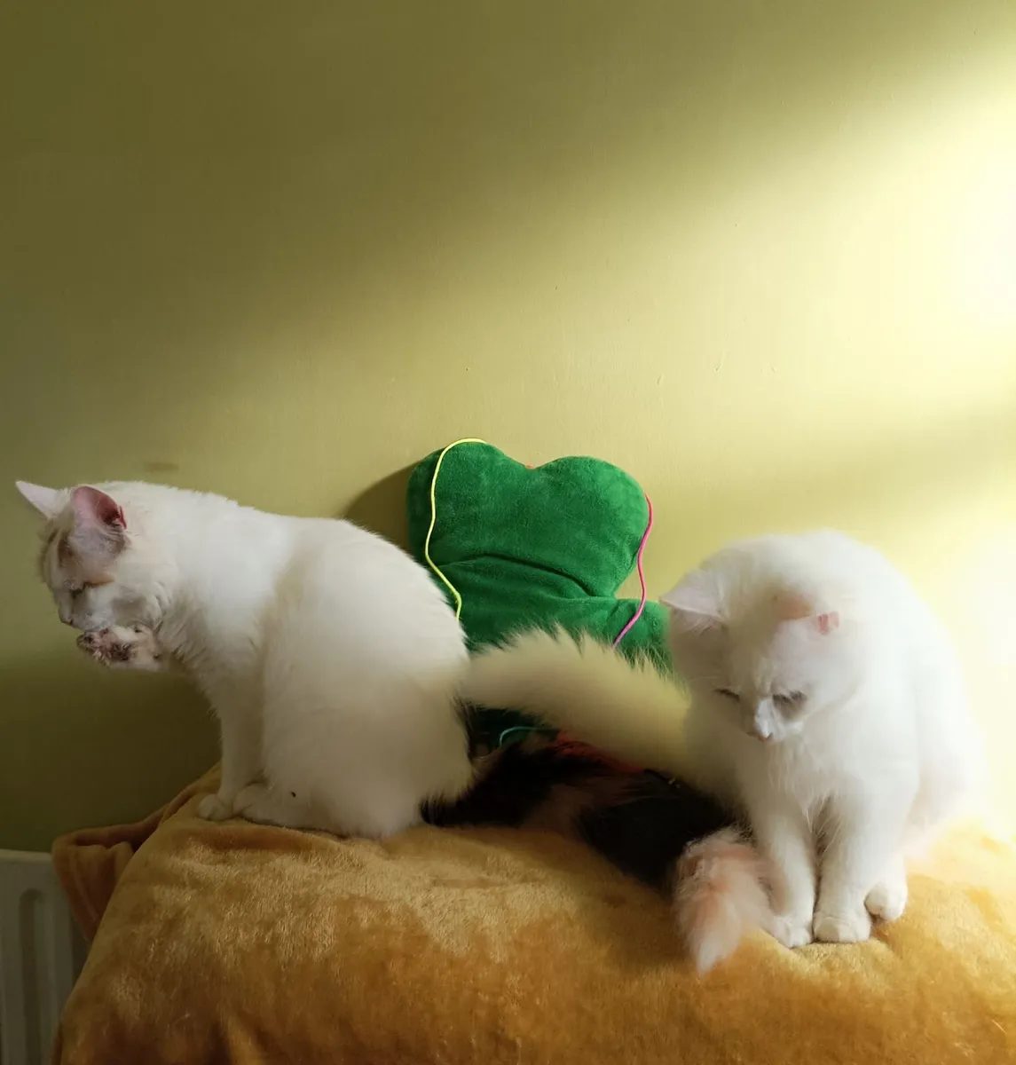 Turkish Van ♥️Kittens♥️ - Image 3