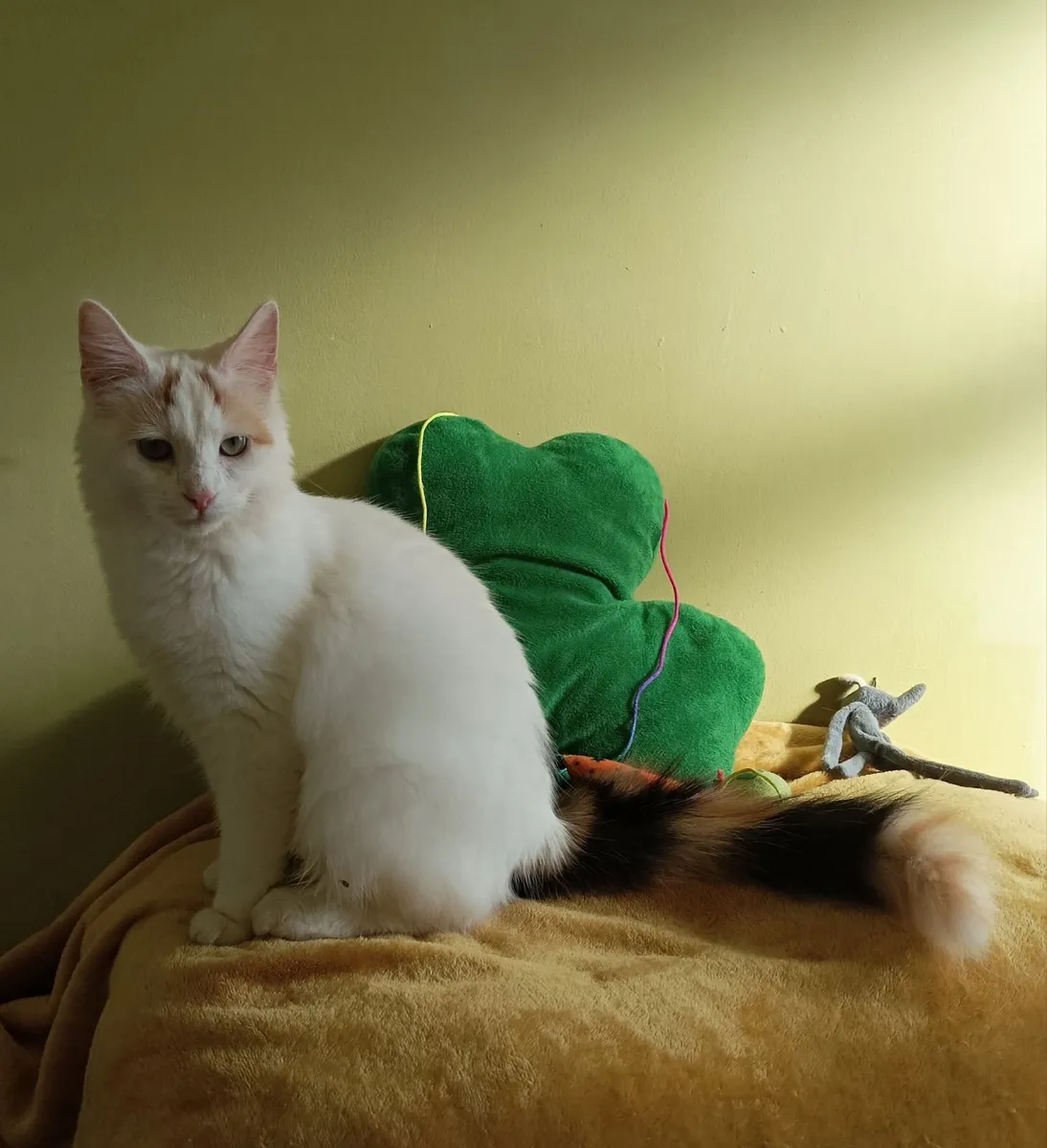 Turkish Van ♥️Kittens♥️ - Image 2