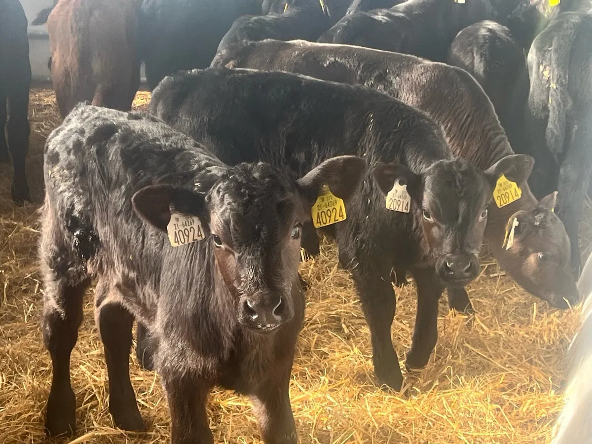 15 SUPER ANGUS BULLS - Image 2