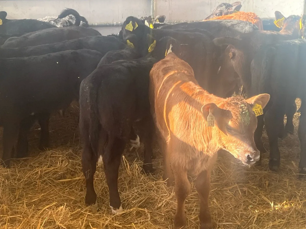 15 SUPER ANGUS BULLS - Image 3