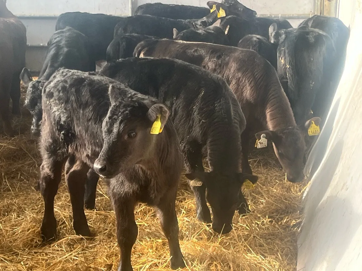 15 SUPER ANGUS BULLS - Image 4