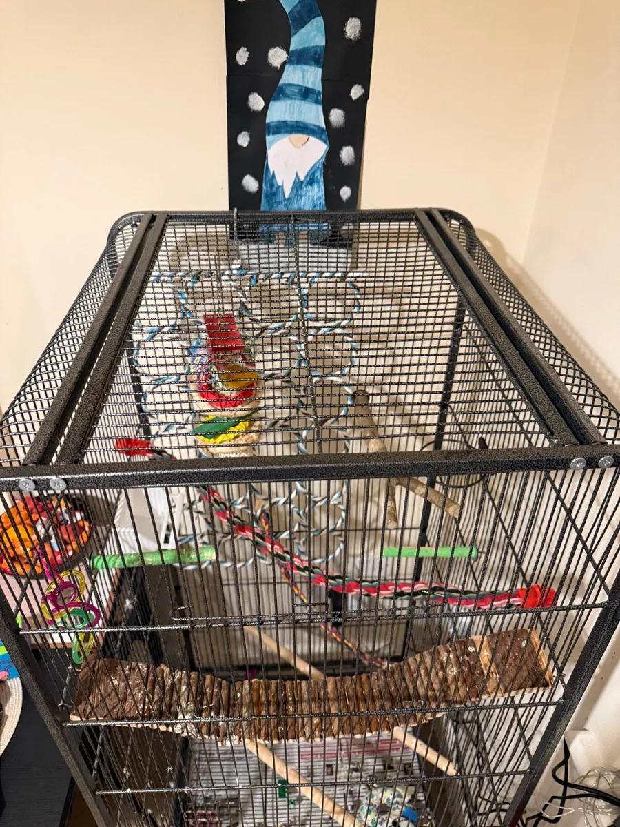 Bird cage - Image 4