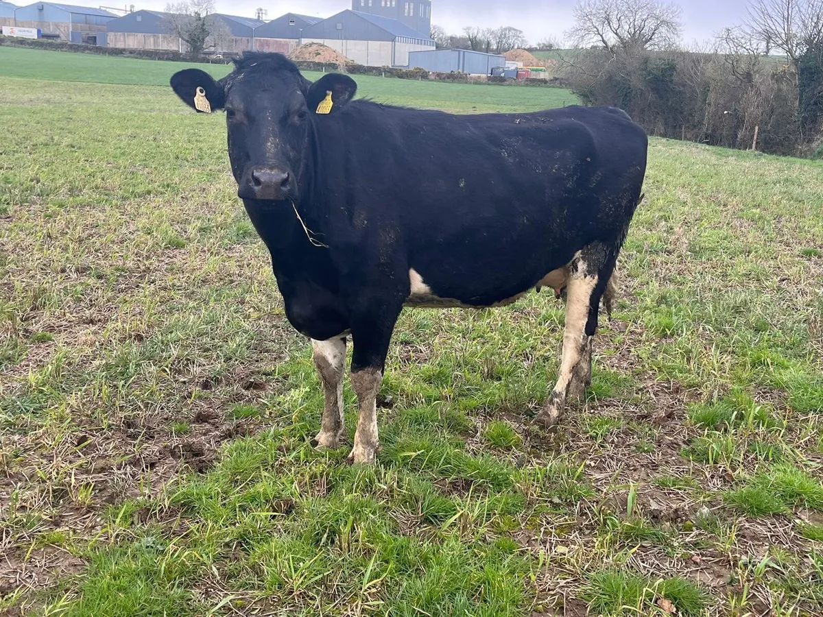 Dairy Sale Enniscorthy Mart Wednesday 18th March - Image 1