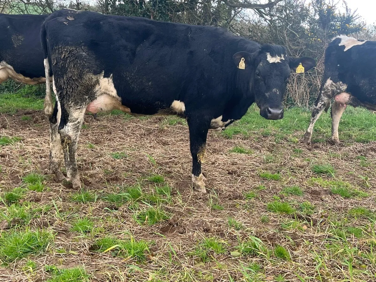 Dairy Sale Enniscorthy Mart Wednesday 18th March - Image 2