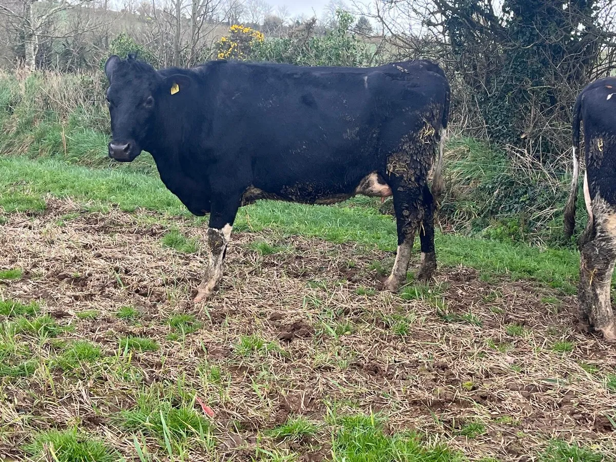 Dairy Sale Enniscorthy Mart Wednesday 18th March - Image 3