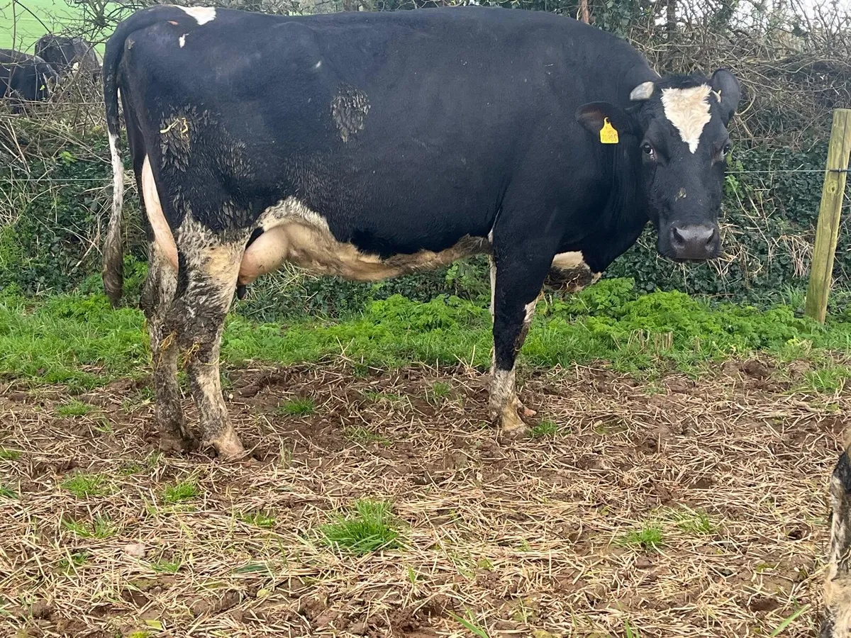 Dairy Sale Enniscorthy Mart Wednesday 18th March - Image 4
