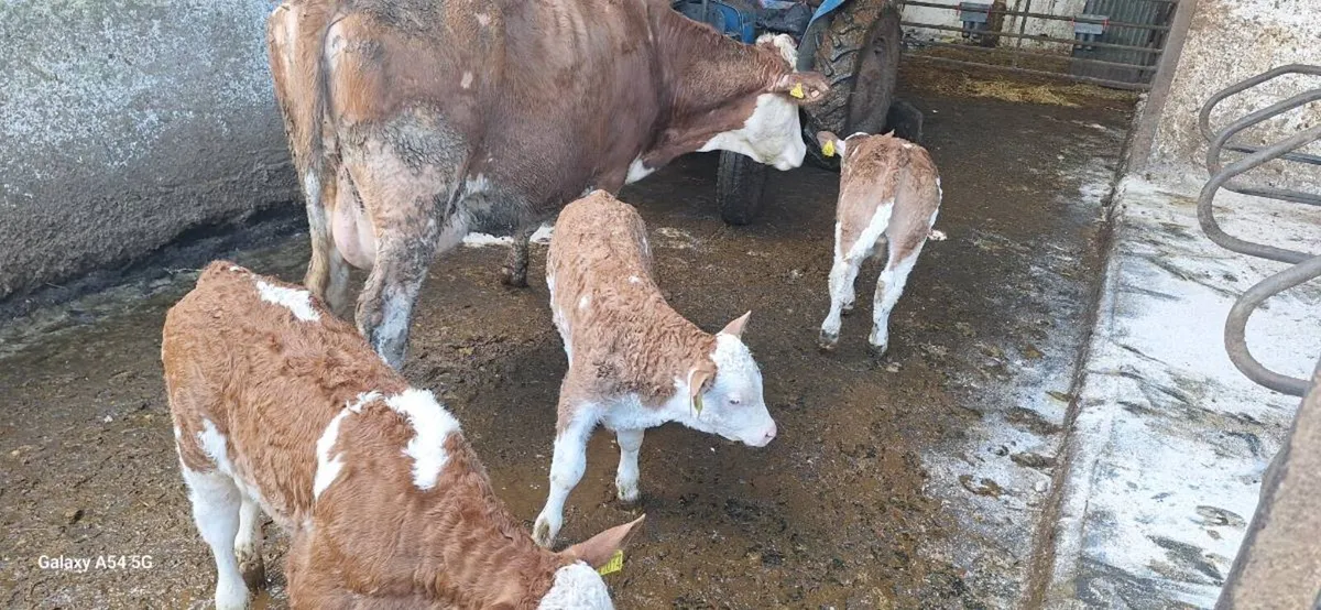 Bull calves - Image 1