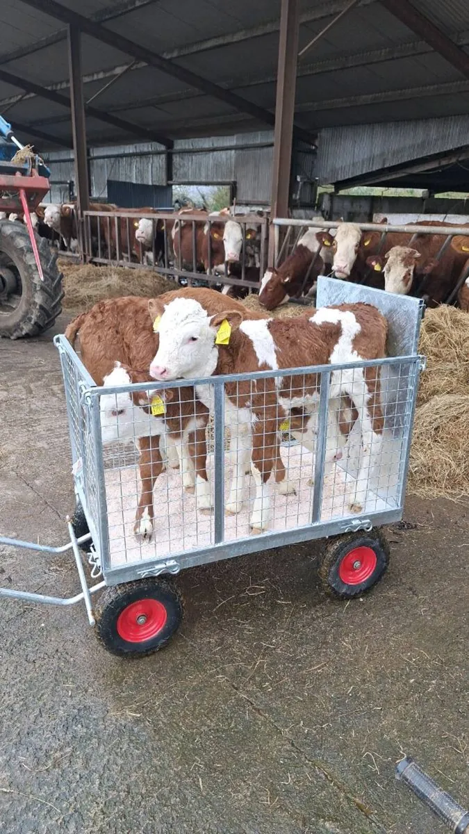 Bull calves - Image 2