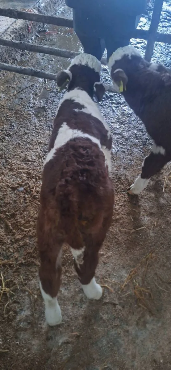 Bull calves - Image 3