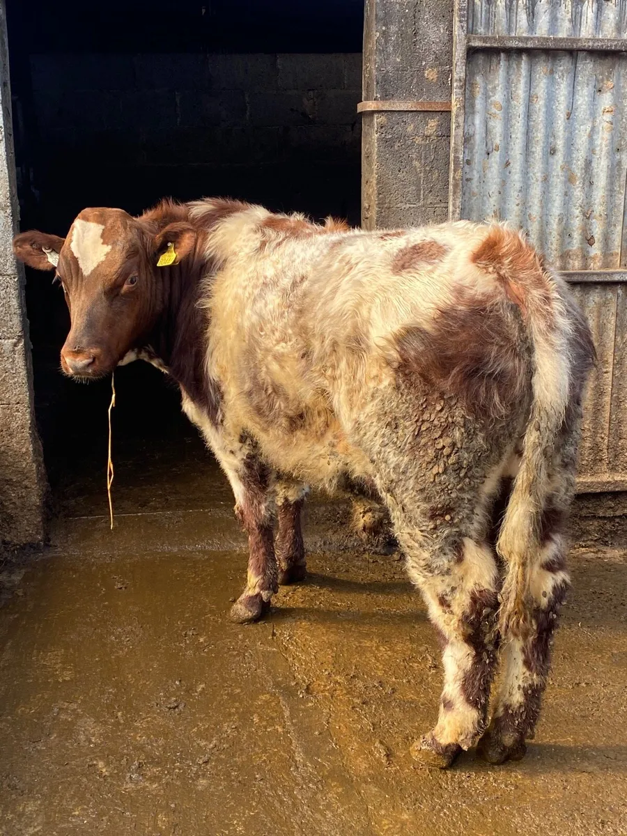 Purebred shorthorn bull - Image 1