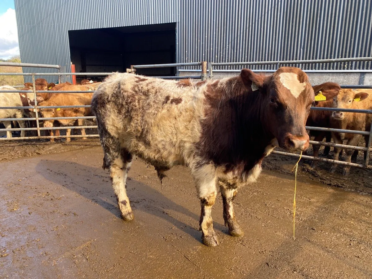 Purebred shorthorn bull - Image 2