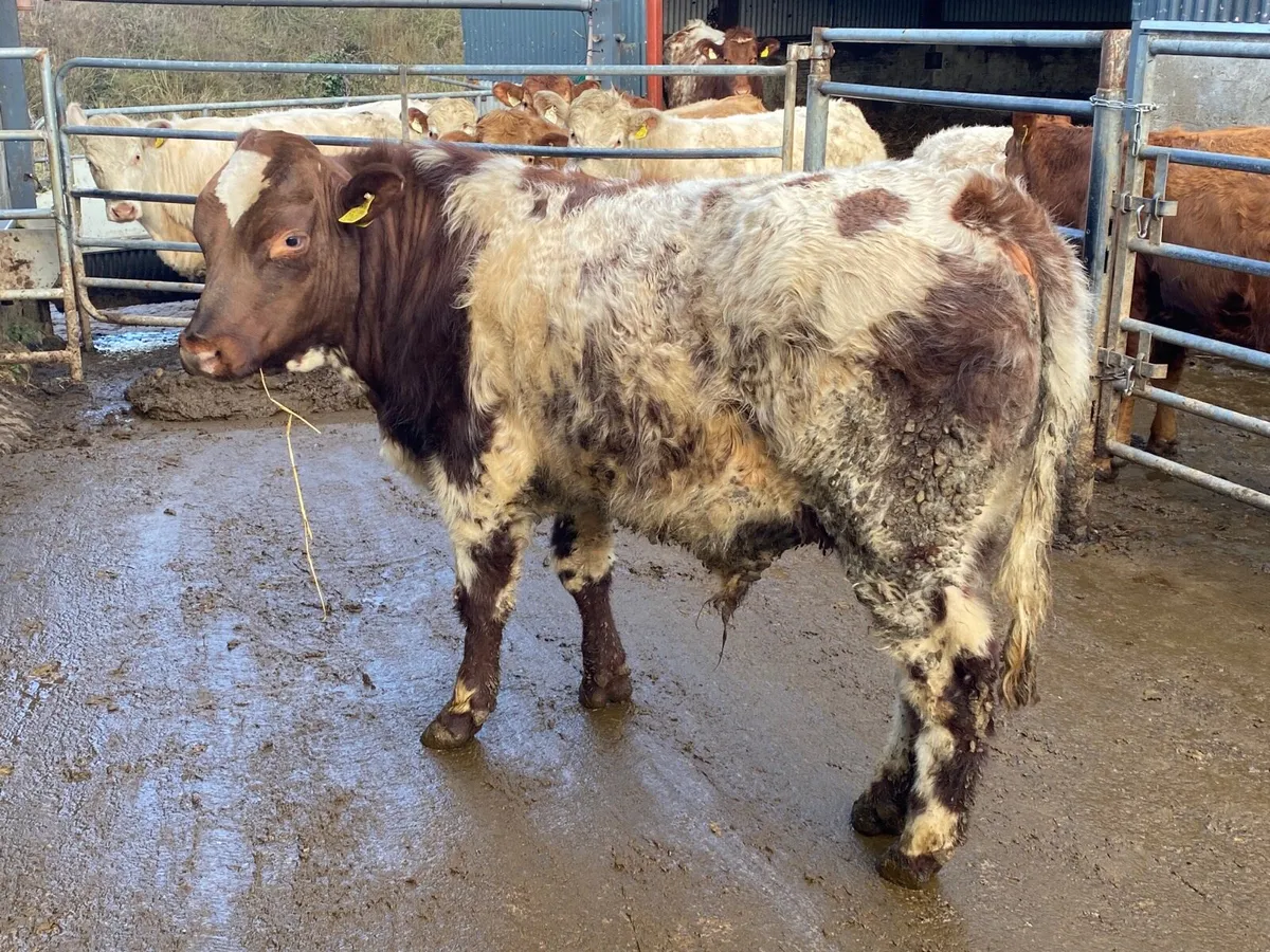 Purebred shorthorn bull - Image 3
