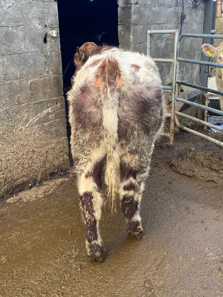 Purebred shorthorn bull - Image 4