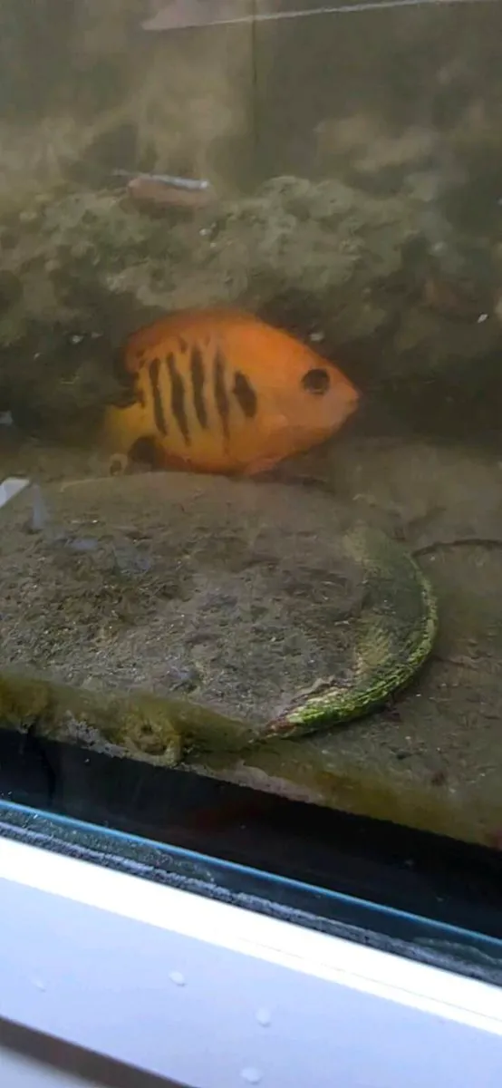 Marine tank breakdown fish rock and coral - Image 3