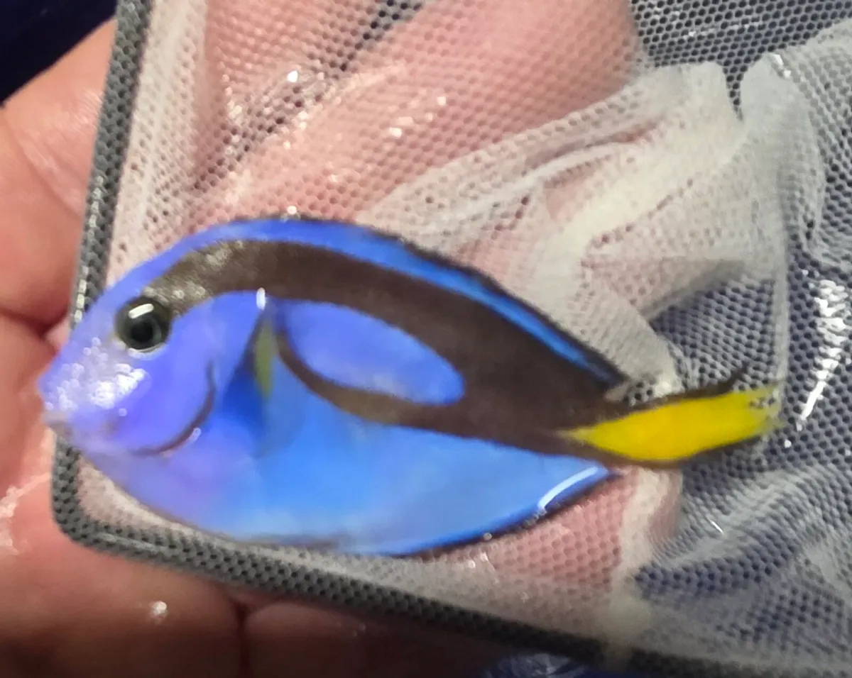 Marine tank breakdown fish rock and coral - Image 4