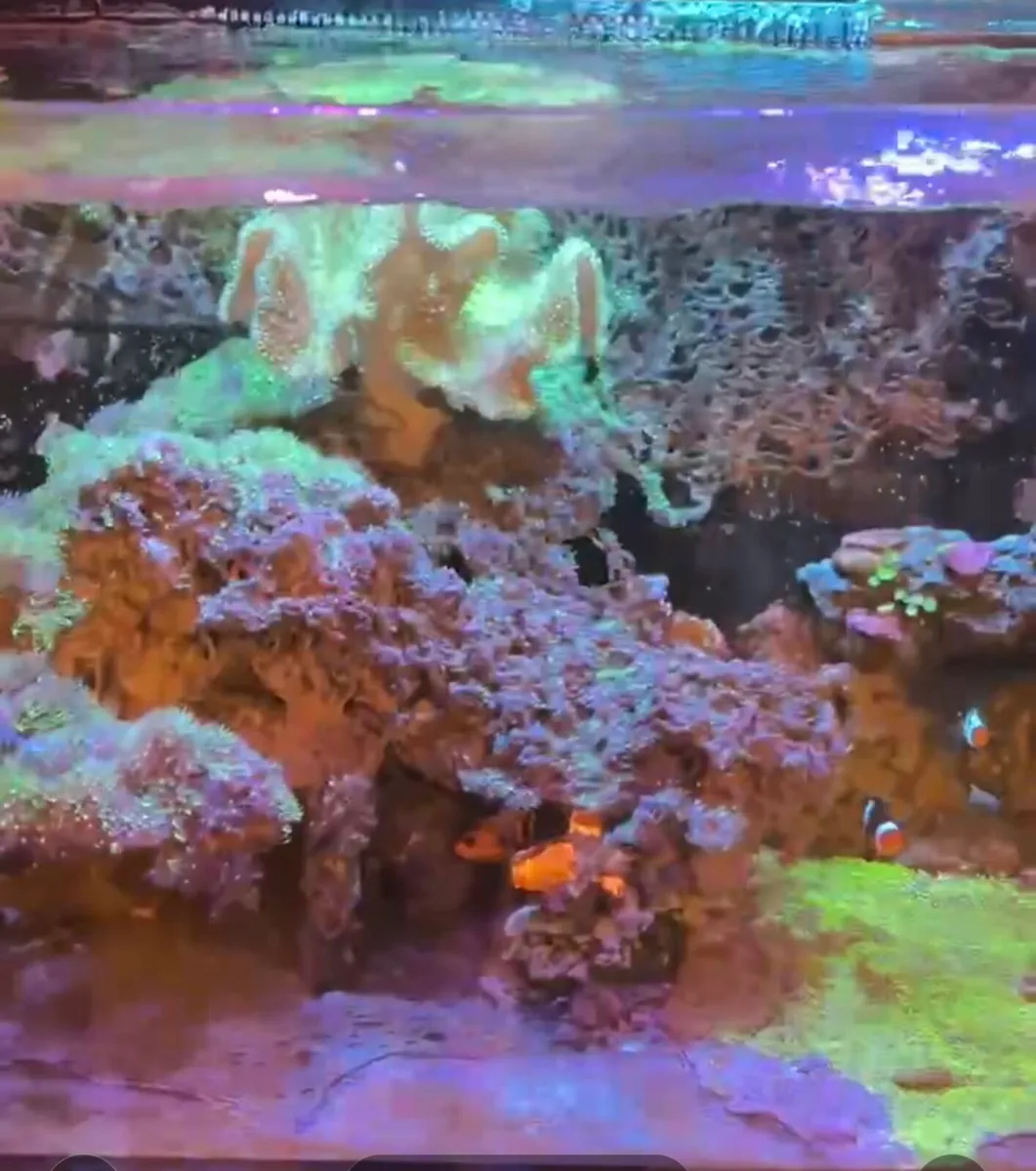 Marine tank breakdown fish rock and coral - Image 1