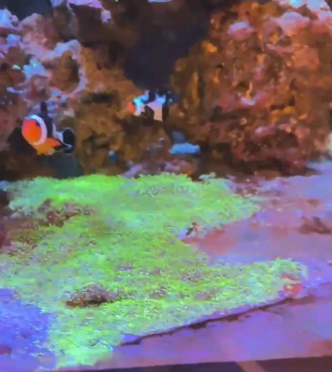 Marine tank breakdown fish rock and coral - Image 2