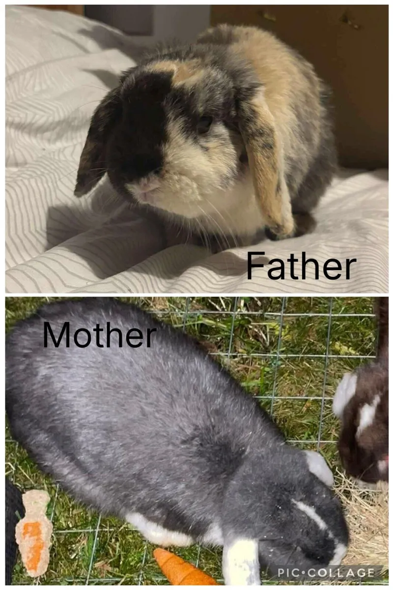 Lop eared rabbits - Image 4