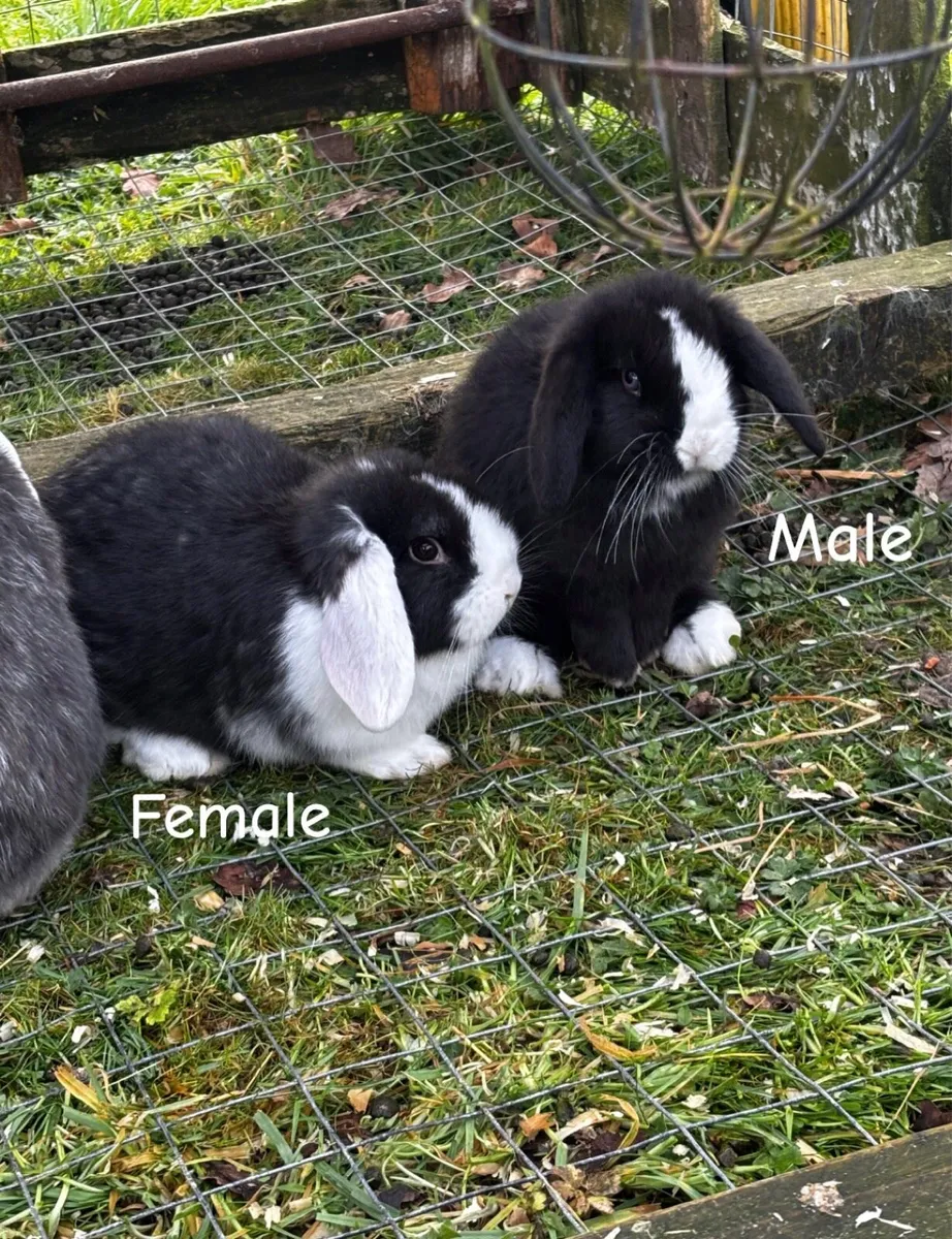 Lop eared rabbits - Image 1