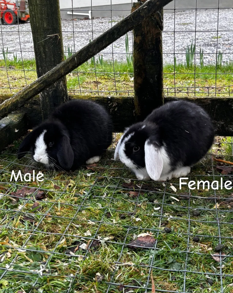 Lop eared rabbits - Image 3