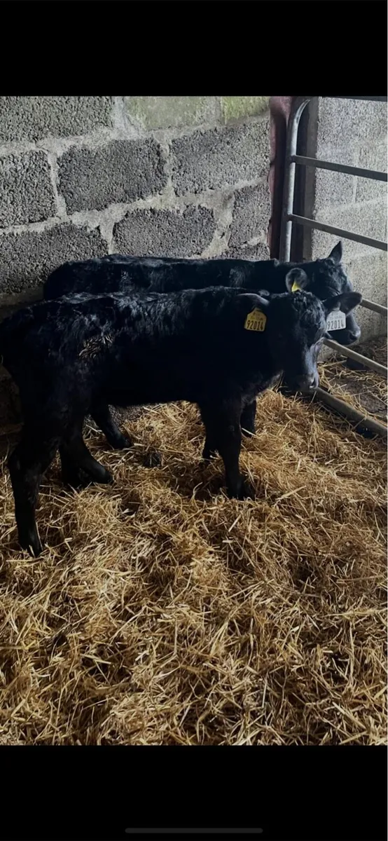 Angus and Freisian bull calves